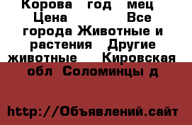 Корова 1 год 4 мец › Цена ­ 27 000 - Все города Животные и растения » Другие животные   . Кировская обл.,Соломинцы д.